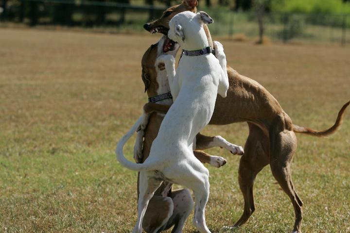 I told you sit Hudi gives obedience lessons:  SIT, MATI, I said SIT!